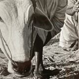 Original photograph by Suraj N Sharma: The Chaksu Pilgrimage