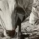 Original photograph by Suraj N Sharma: Chaksu Pilgrimage