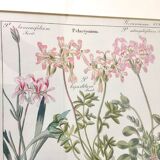 Cadre planche botanique pelargonium