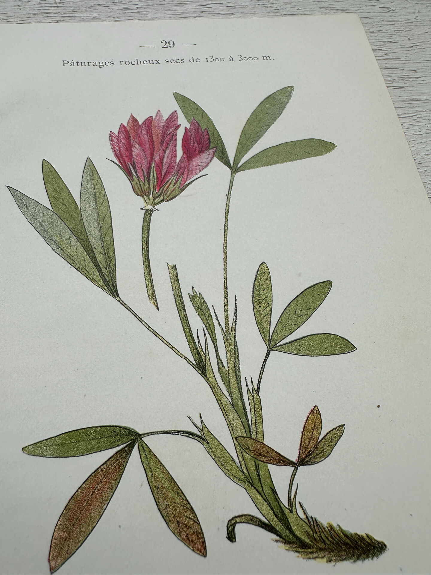 Botanical Plate 1800 Old Naturalist Engraving 19th Century Double-Sided