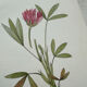 Botanical Plate 1800 Old Naturalist Engraving 19th Century Double-Sided
