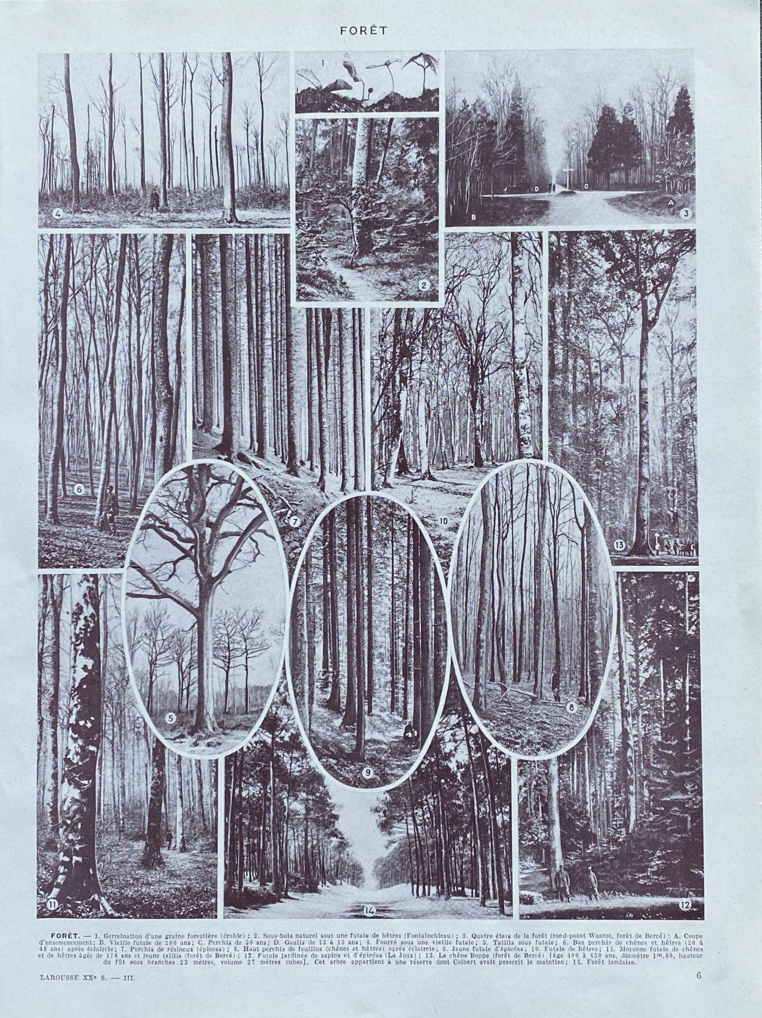 Old Millot illustration "Forest, forest trees"