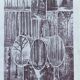 Old Millot illustration "Forest, forest trees"