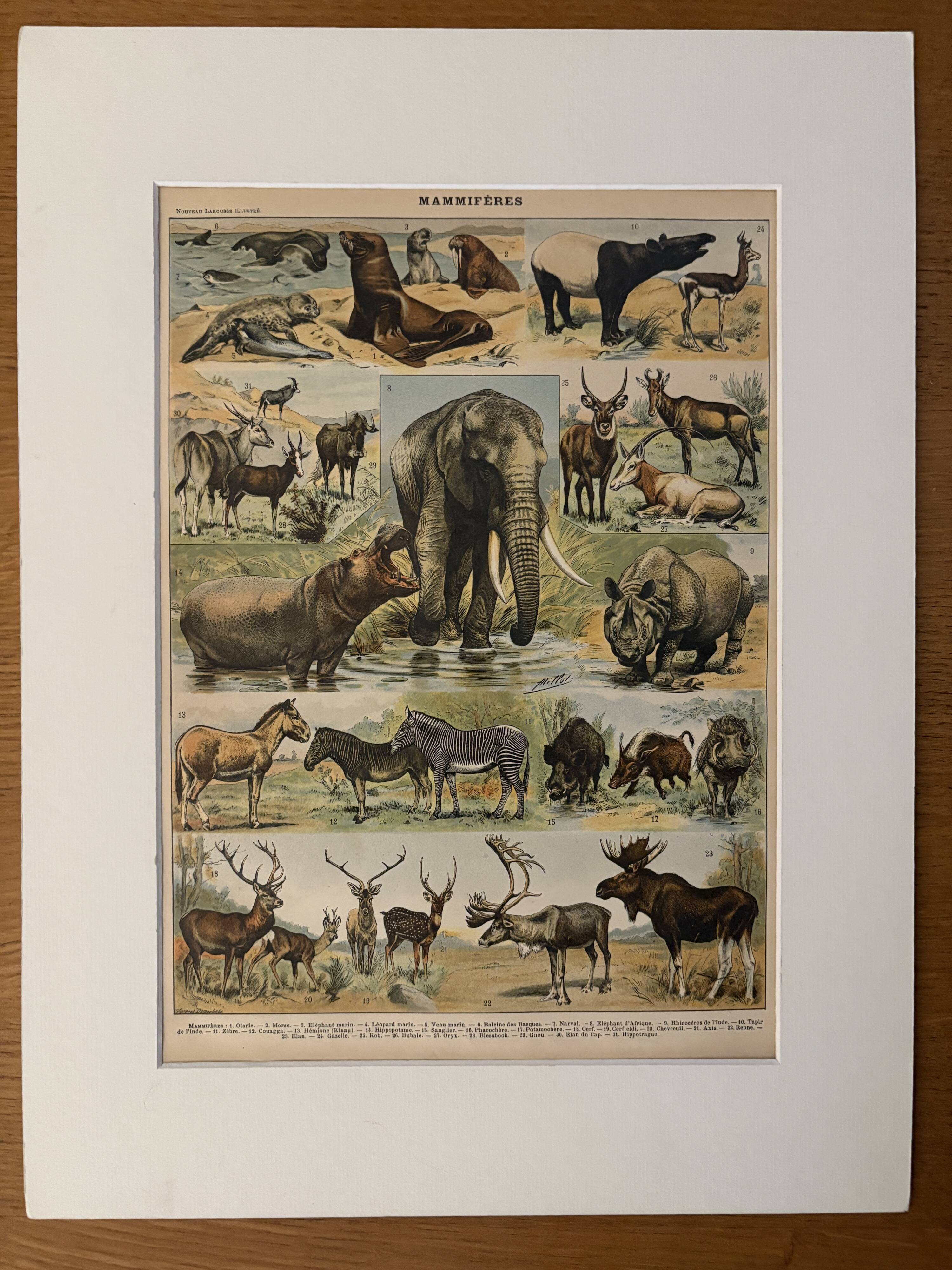 Lithographie sur les animaux (éléphant singe ours lions cerfs) - 1900