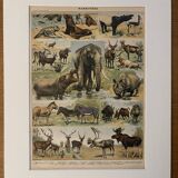 Lithograph of animals (elephant, monkey, bear, lion, deer) - 1900
