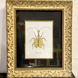 Insect frame