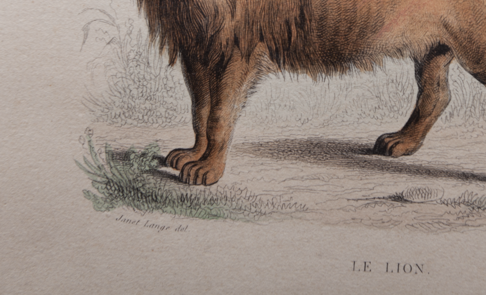 Illustration gravure animal vintage - Buffon 1850