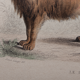 Illustration gravure animal vintage - Buffon 1850