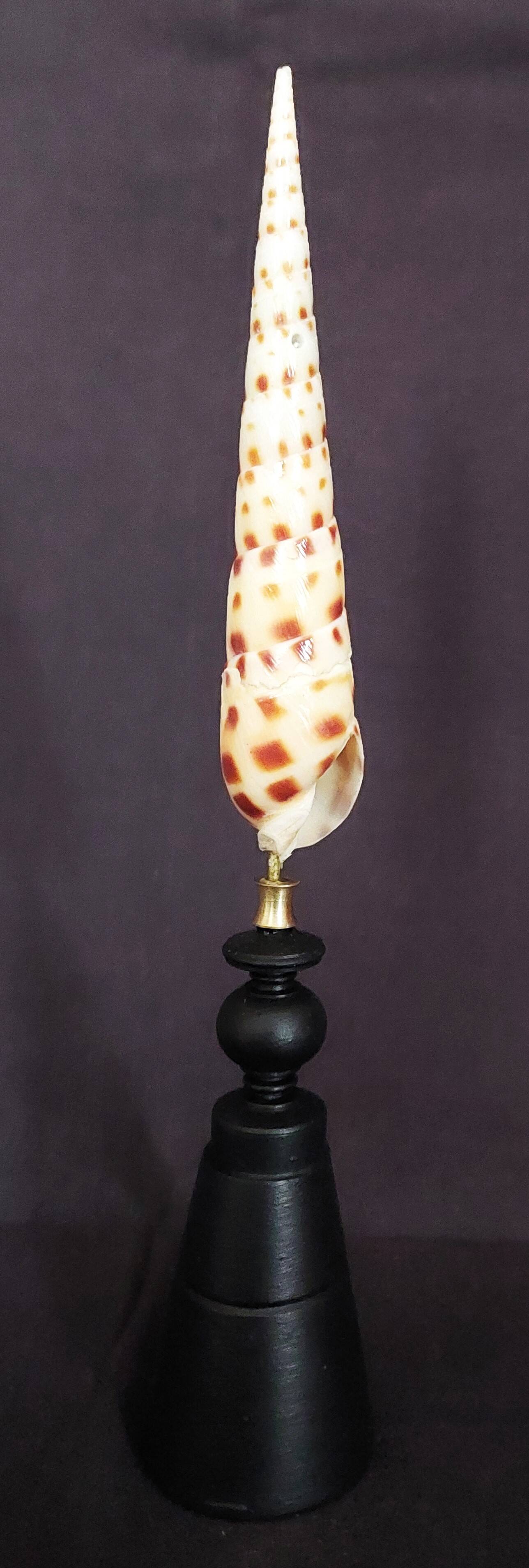 Cabinet of Curiosities: Oxymeris areolata seashell on a pedestal