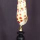 Cabinet of Curiosities: Oxymeris areolata seashell on a pedestal