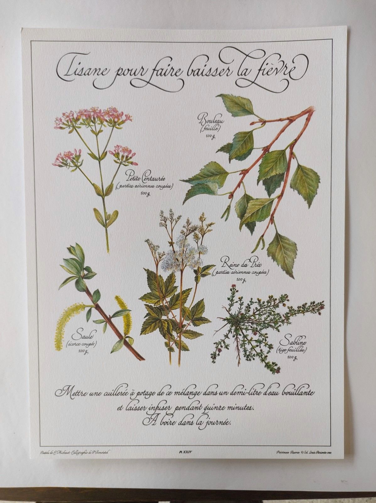 Botanical engraving -Herbal tea against fever- Illustration of medicinal plants and herbs
