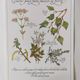 Botanical engraving -Herbal tea against fever- Illustration of medicinal plants and herbs