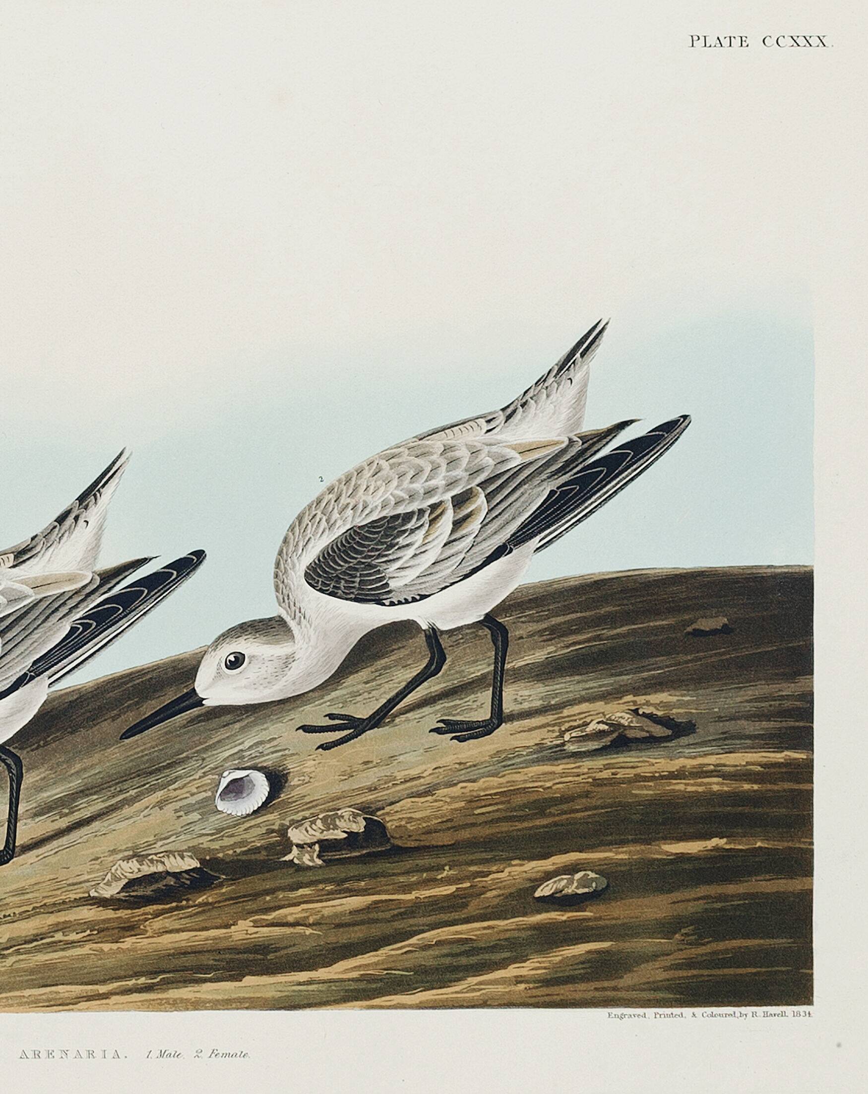 Poster about the Sanderling, based on an old engraving from 1827.