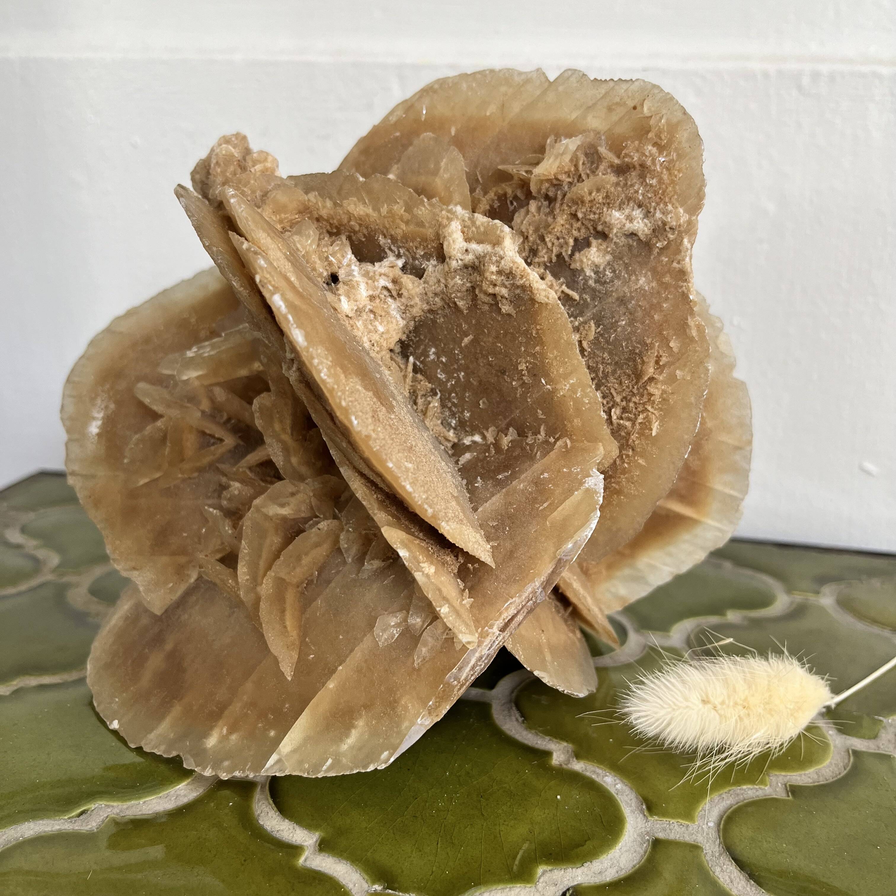 Large size sand rose