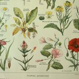 Planche botanique 1921 M. Dessertenne - Adventices