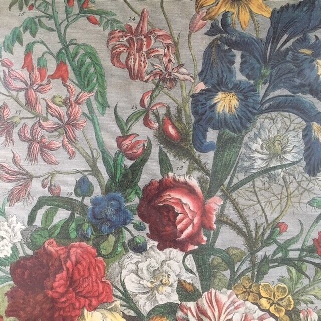 Old English botanical plate June