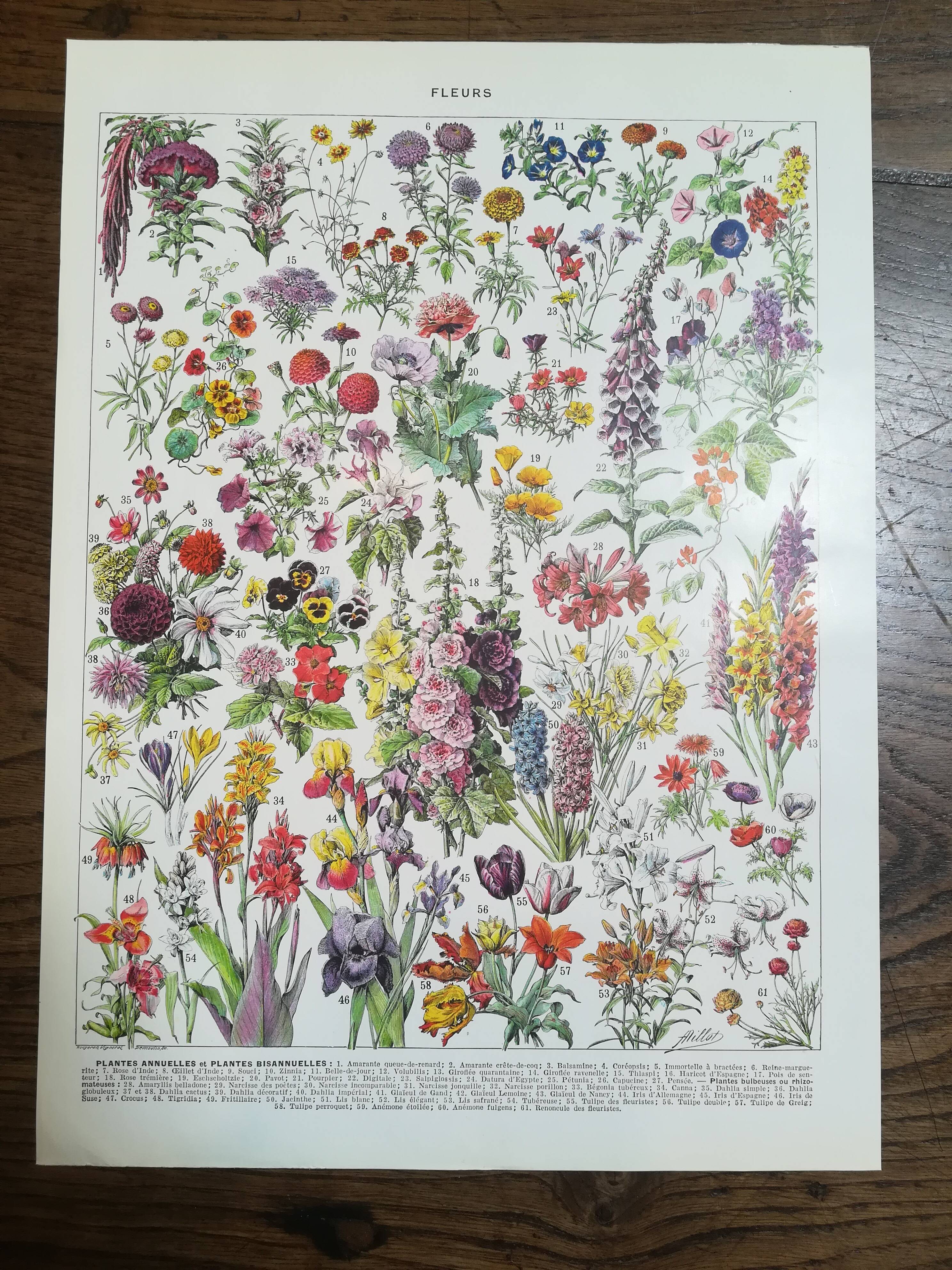 Lithograph on flowers from 1928 (amaranth)