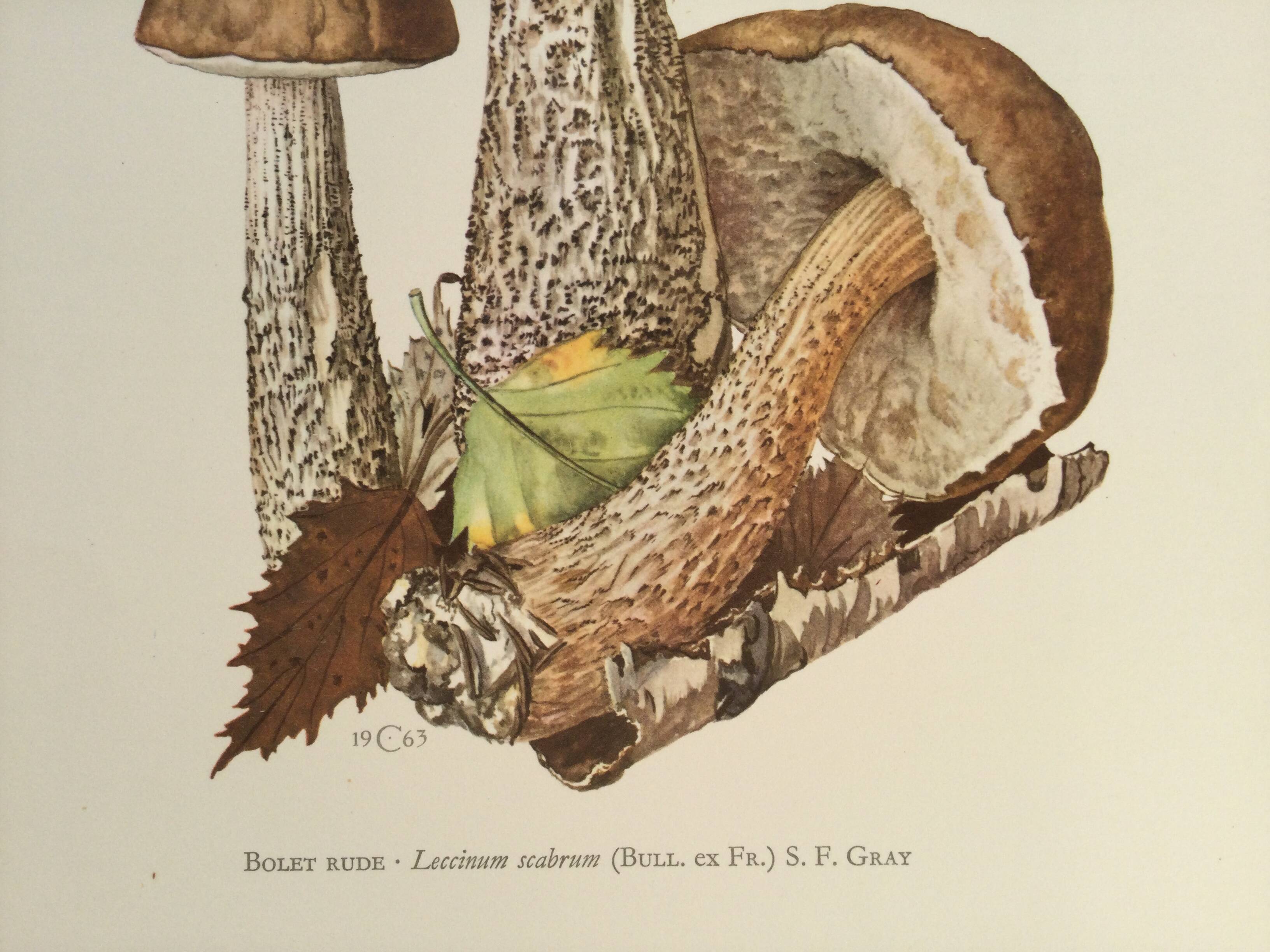 Botanical illustration "mushrooms", 1960s