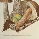 Illustration botanique "champignons", années 60