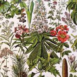 Poster on medicinal plants "mistletoe", based on a 1928 lithograph