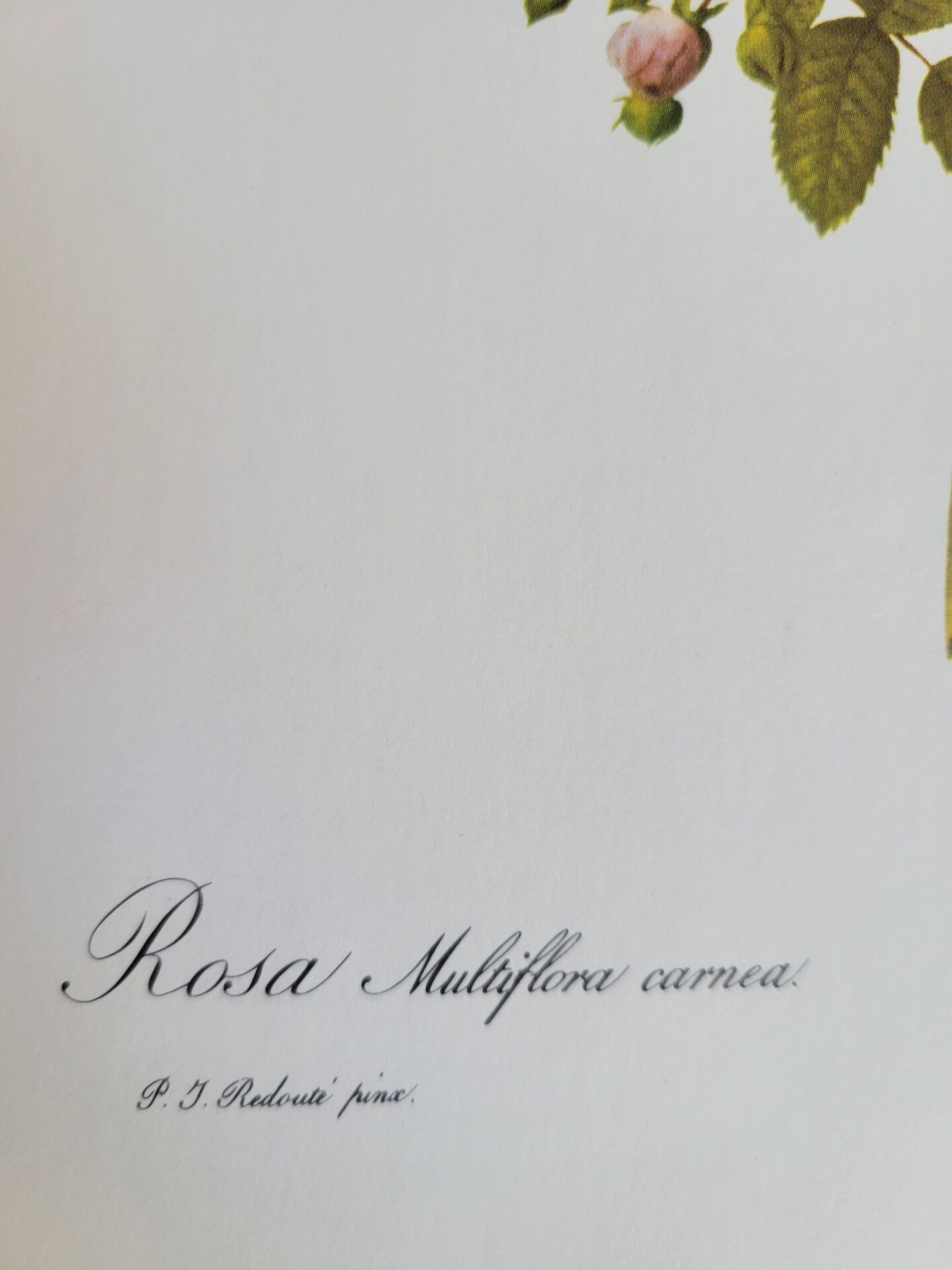 Botanical plate of Multiflora Rose, P. J. Redouté