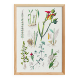 Botanical poster, after an engraving from 1881 (water spear, ginger, conflore, turmeric, arrowroot)