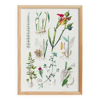 Affiche botanique, d'après une gravure de 1881 (pesse d'eau , gingembre, conflore, curcuma, marante)