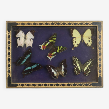 Colorful Framed Tropical Butterflies Taxidermy Mounted Insect Display 6 Pieces 34x24cm