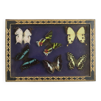 Colorful Framed Tropical Butterflies Taxidermy Mounted Insect Display 6 Pieces 34x24cm