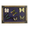Présentoir à insectes monté sur taxidermie de papillons tropicaux encadrés colorés 6 pièces 34x24cm