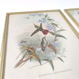 Lot 2 Bird lithographs by J. Gould and H-C Richter golden frame