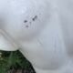 Plaster bust