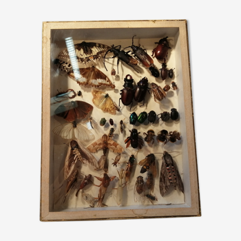 Showcase entomologist N. Boubée et Cie XIX century