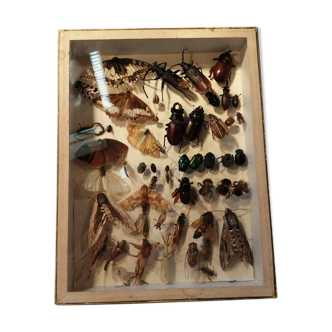Showcase entomologist N. Boubée et Cie XIX century