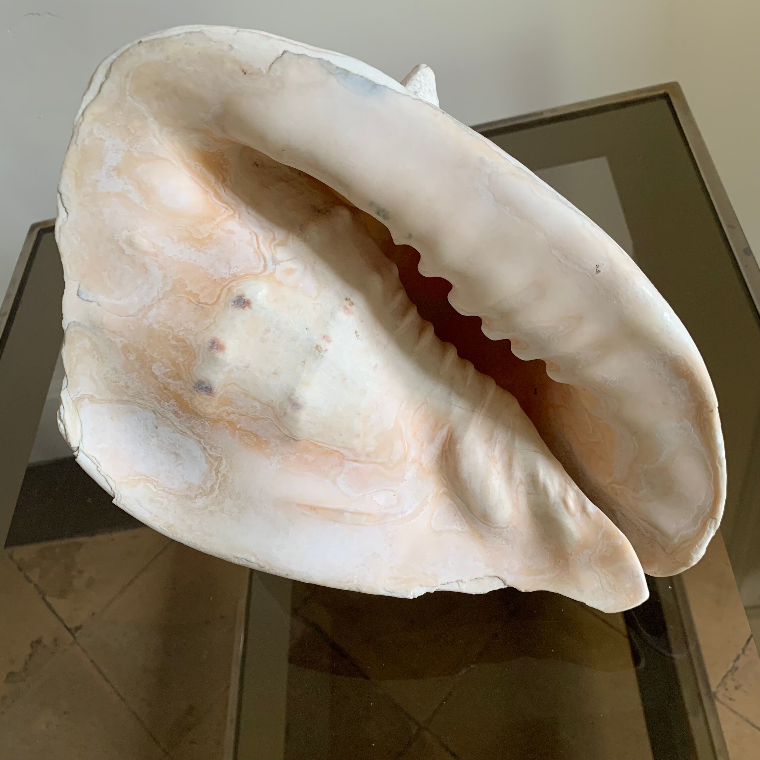 Shell horned helmet 30 cm