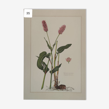 Planche botanique collection flore d'Europe