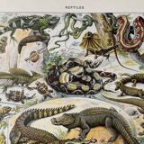 Old illustration "Reptiles"