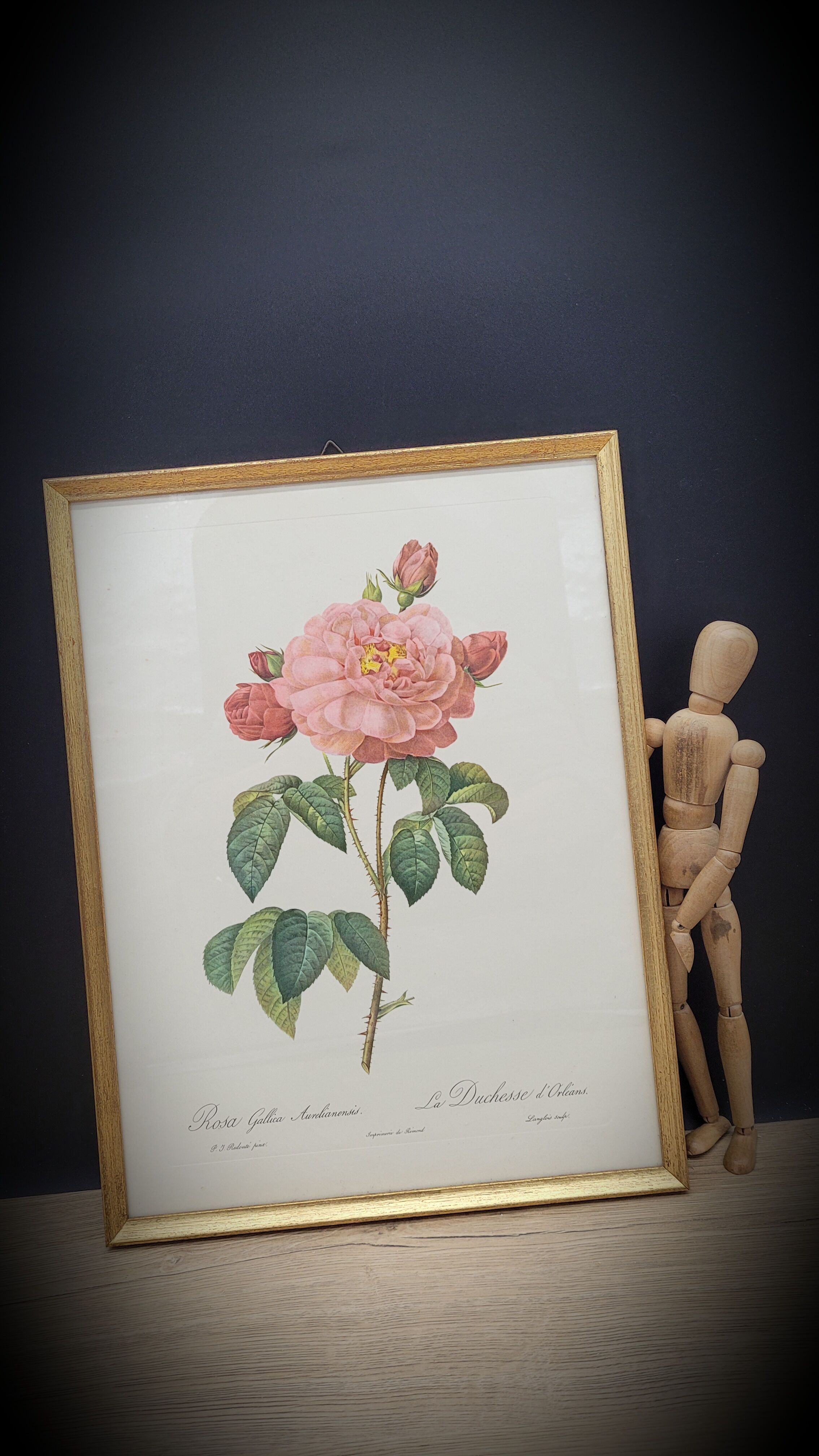Frame lithograph Rosier Duchesse d'Orléans