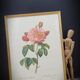 Frame lithograph Rosier Duchesse d'Orléans