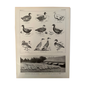 Lithographie sur les canards de 1921