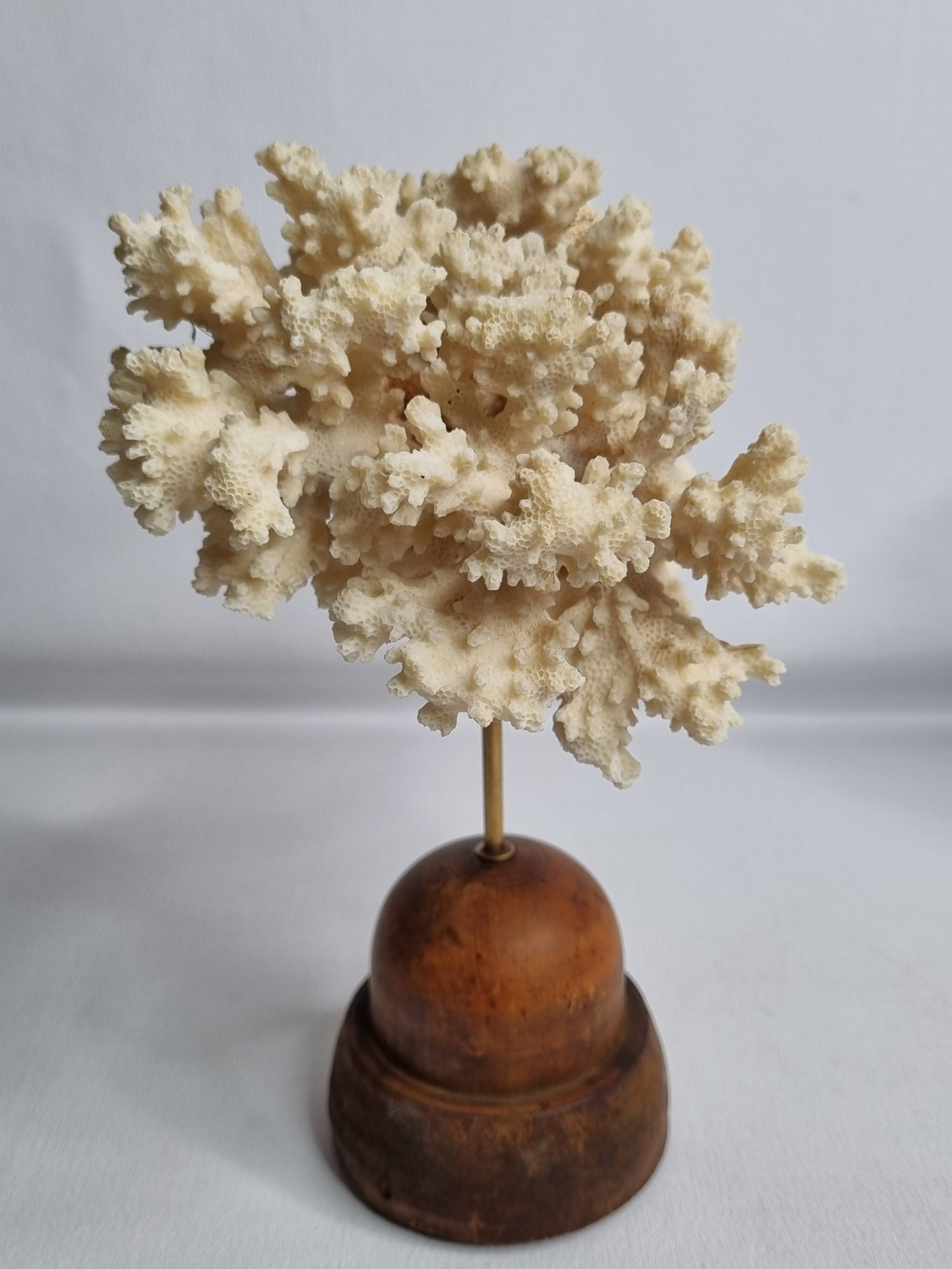 Antique ornamental coral Acropora on solid wood base, 16 cm