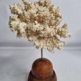 Antique ornamental coral Acropora on solid wood base, 16 cm
