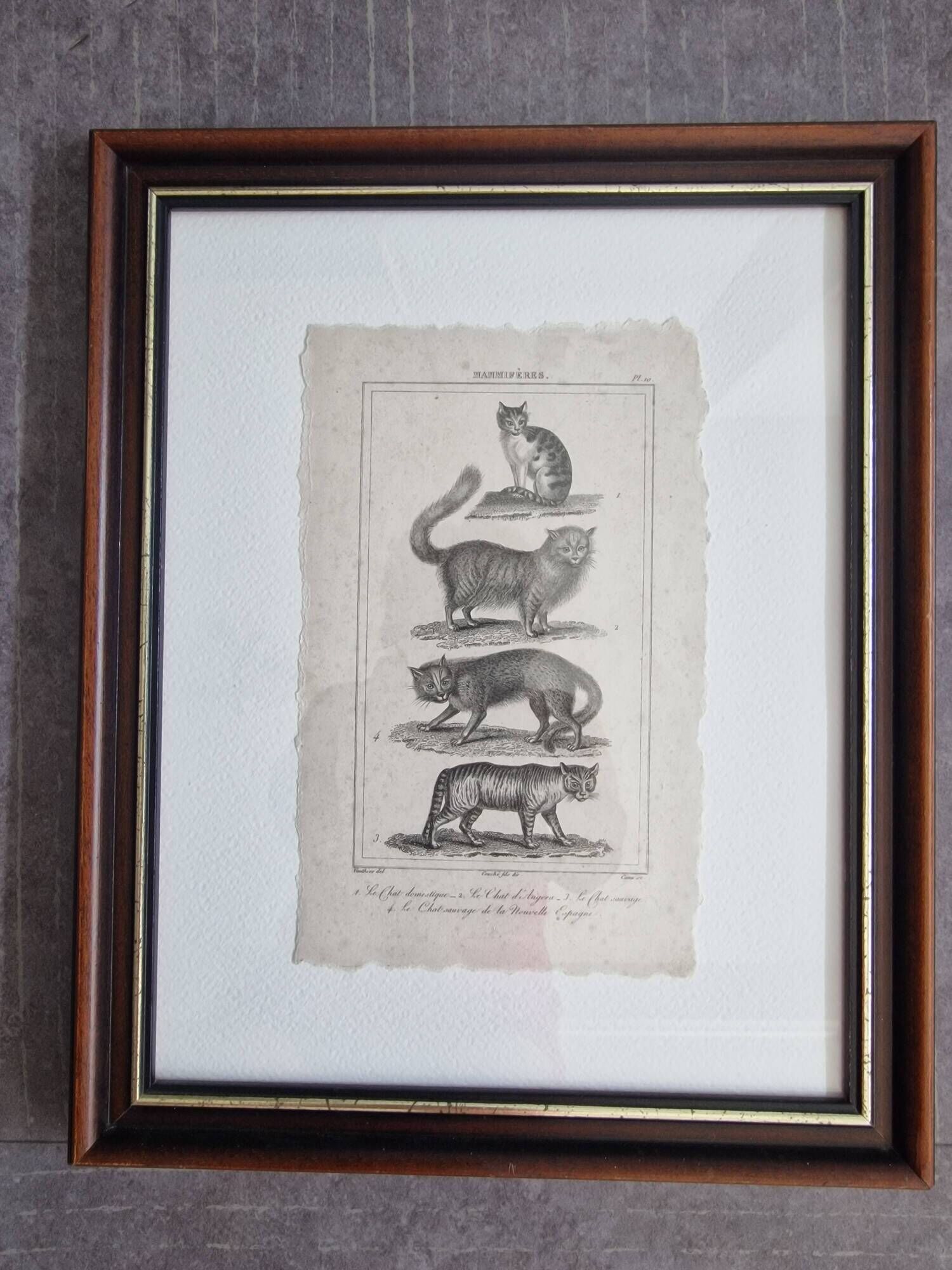 Old print Cats edition Panckoucke