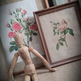 Litho Rose Eglantier