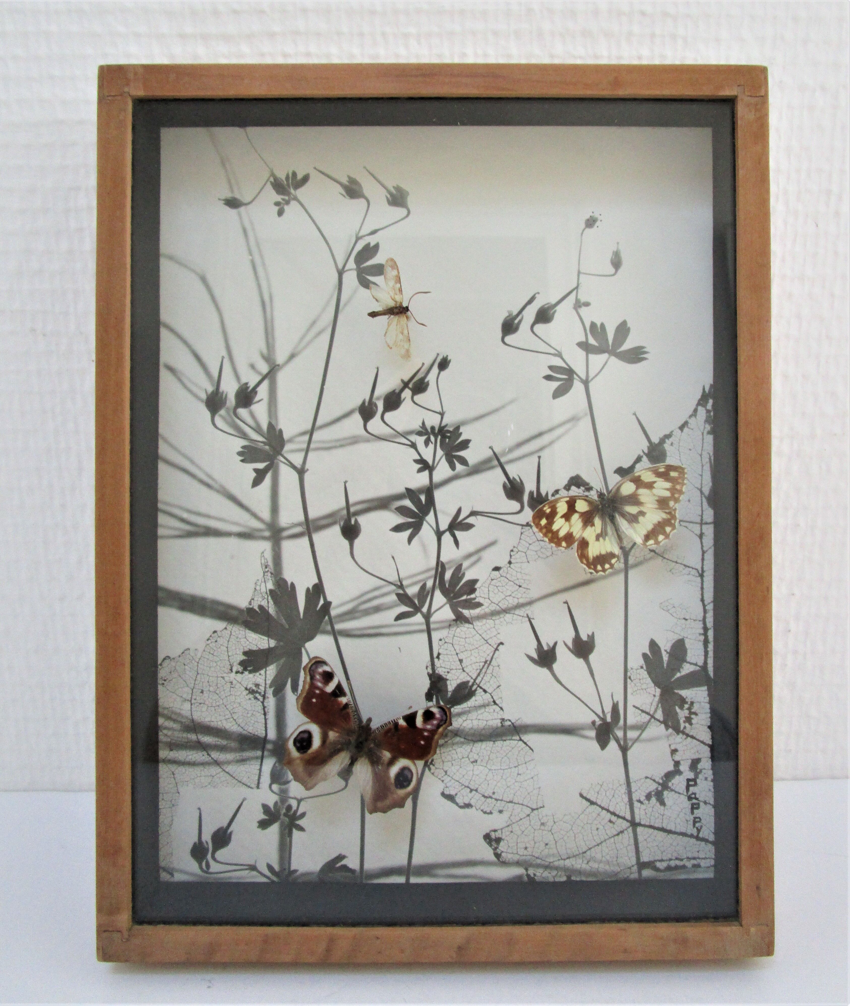 Three wooden frames with naturalized butterflies vintage 60s