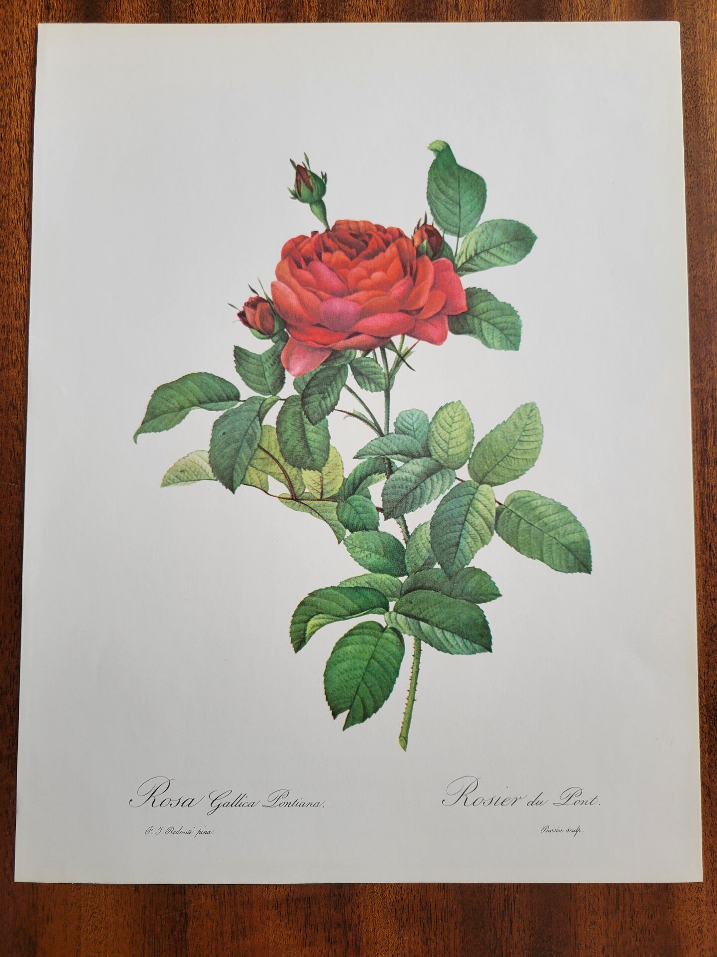 Planche botanique Rosier du Pont , P.J. Redouté 1960