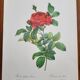 Planche botanique Rosier du Pont , P.J. Redouté 1960