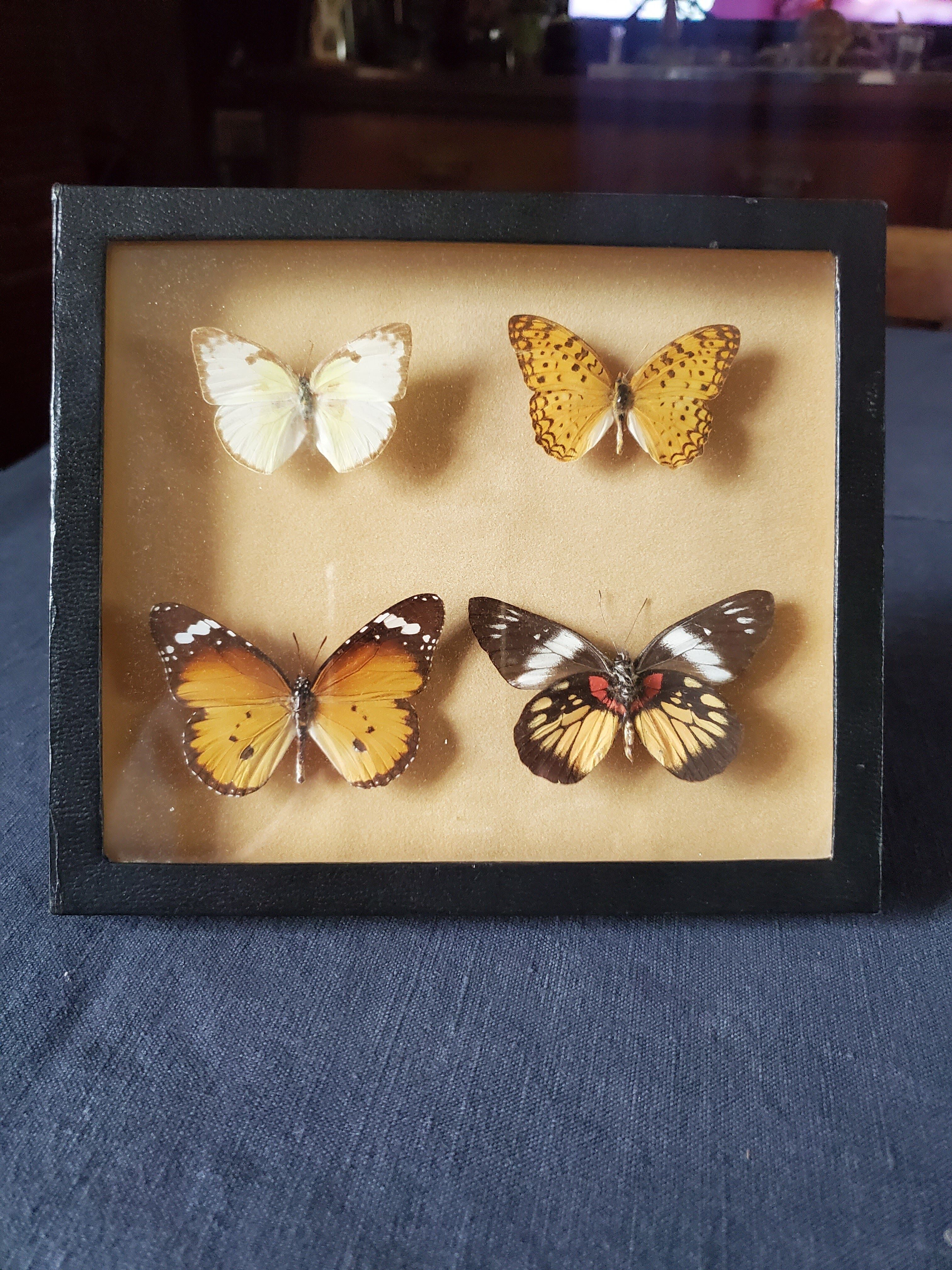Butterfly frame