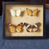Butterfly frame