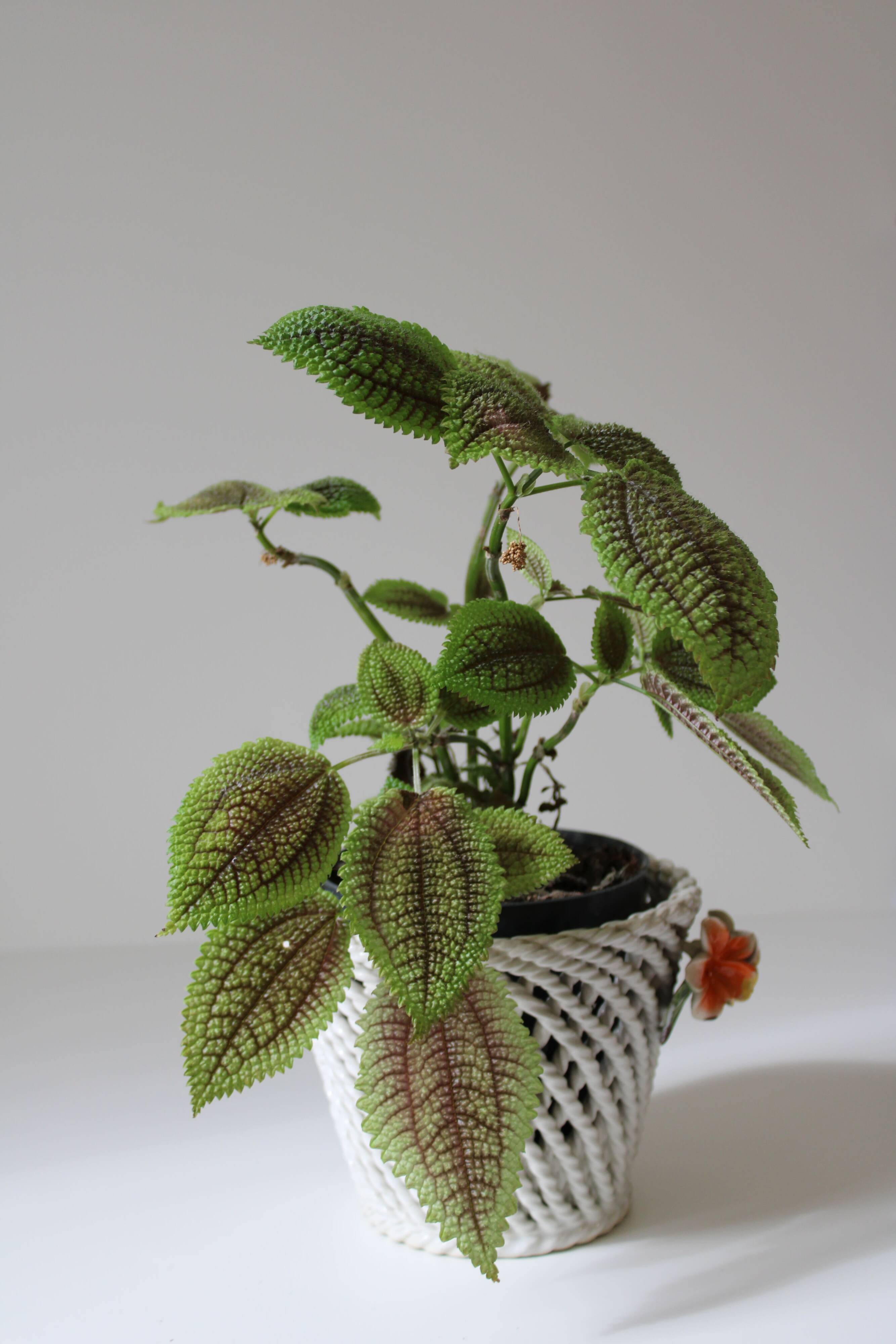 Vintage woven barbotine basket planter